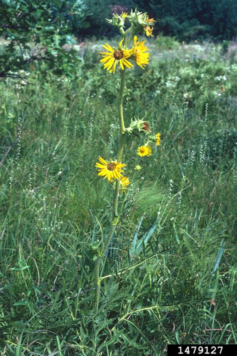 罗盘草|Silphium laciniatum L., 罗盘草 (世界植物区系)